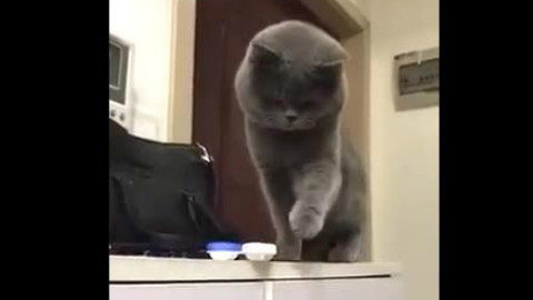 哈哈这猫你怎么这样啦!